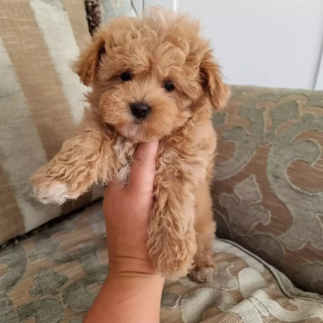 prekrasni-maltipoo-stenci-big-1