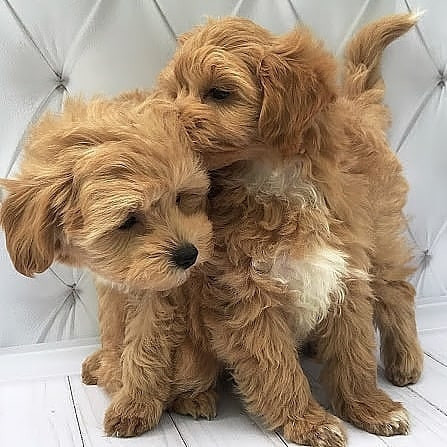 prekrasni-maltipoo-stenci-big-0