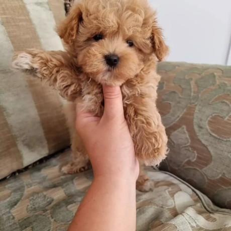 prekrasni-maltipoo-stenci-big-2