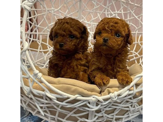 Čistokrvne toy pudle