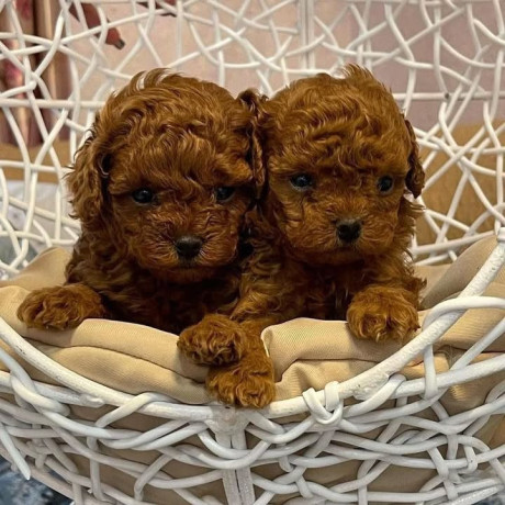 cistokrvne-toy-pudle-big-1