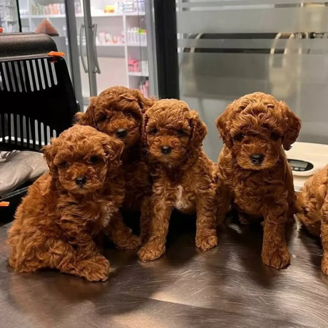 cistokrvne-toy-pudle-big-2