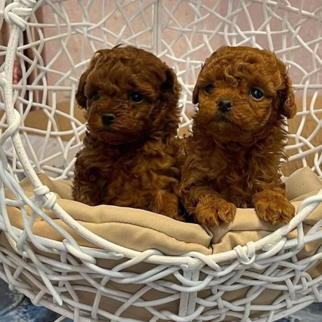 cistokrvne-toy-pudle-big-0