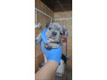 francuski-buldog-exotic-small-3
