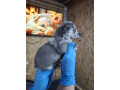 francuski-buldog-exotic-small-1