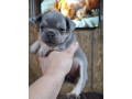 francuski-buldog-exotic-small-2