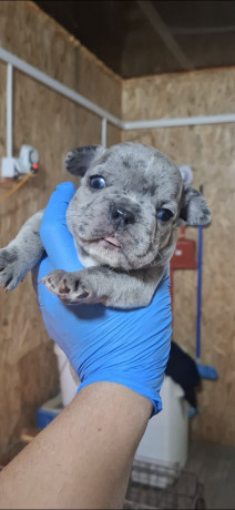 francuski-buldog-exotic-big-3
