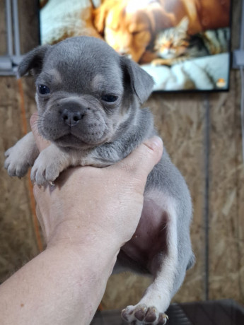 francuski-buldog-exotic-big-2