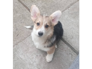 Velški korgi štenci..