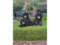 u-ponudi-sive-pudle-small-4