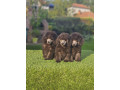 u-ponudi-sive-pudle-small-0