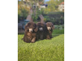 u-ponudi-sive-pudle-small-3