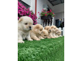 chow-chow-cau-cau-stenci-small-1