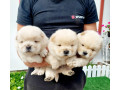 chow-chow-cau-cau-stenci-small-3
