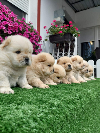chow-chow-cau-cau-stenci-big-1