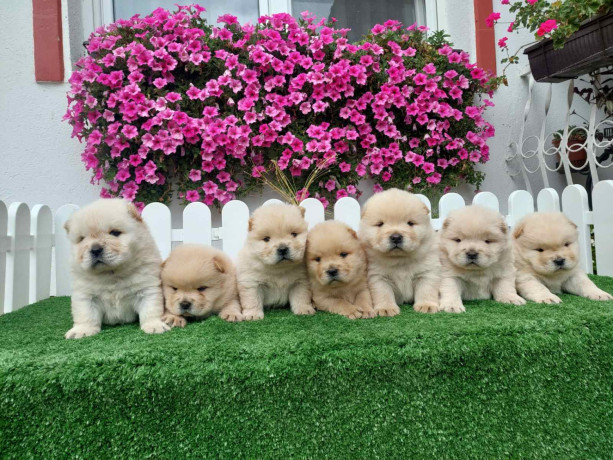 chow-chow-cau-cau-stenci-big-0