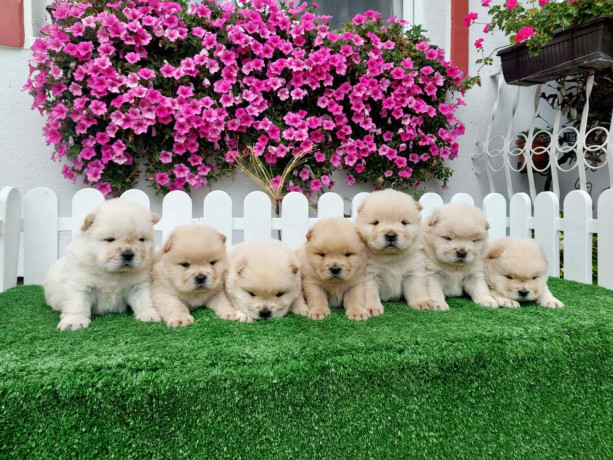 chow-chow-cau-cau-stenci-big-2