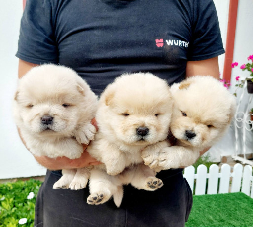 chow-chow-cau-cau-stenci-big-3