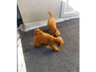 Stenci crvene patuljasta pudle stari 9 meseci