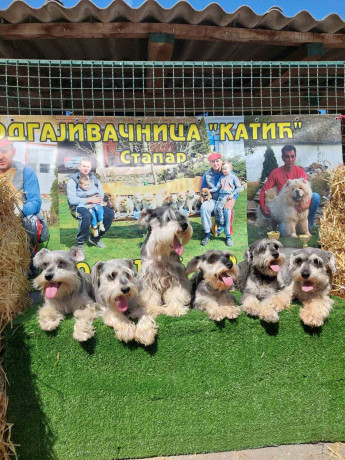 patuljasti-snauceri-big-2