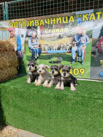 patuljasti-snauceri-big-3