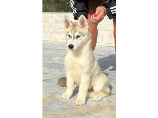 Prodajem stene Sibirskog haskija