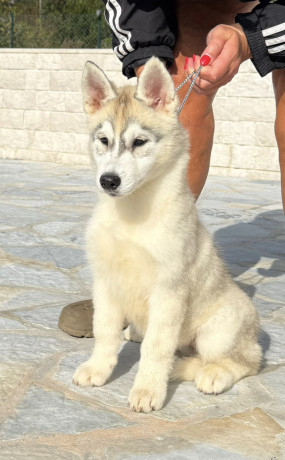 prodajem-stene-sibirskog-haskija-big-0