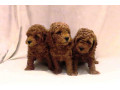 crvena-mini-patuljasta-pudla-small-4