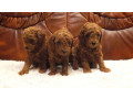 crvena-mini-patuljasta-pudla-small-0