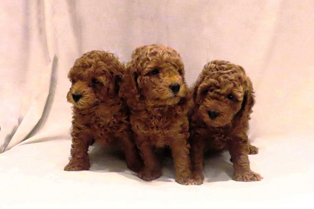 crvena-mini-patuljasta-pudla-big-4