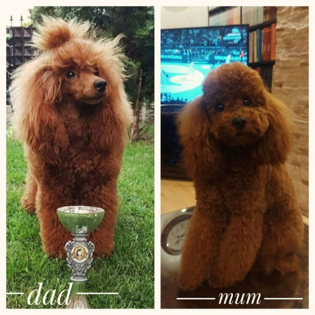 crvena-mini-patuljasta-pudla-big-2