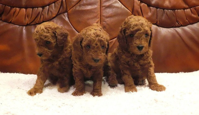 crvena-mini-patuljasta-pudla-big-0