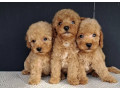 maltipoo-stenci-small-2