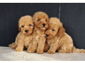 maltipoo-stenci-small-1