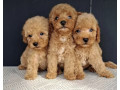 maltipoo-stenci-small-0