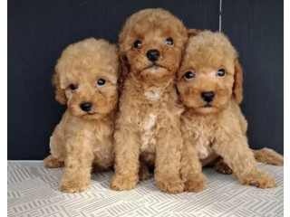 Maltipoo štenci....