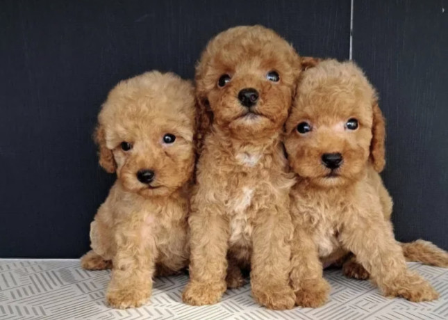 maltipoo-stenci-big-2