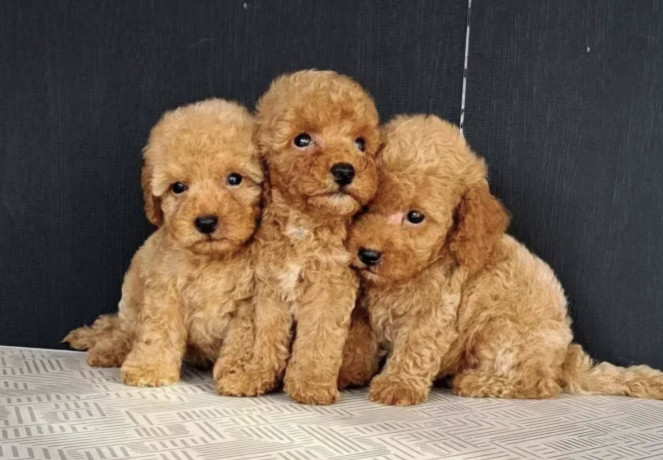 maltipoo-stenci-big-1
