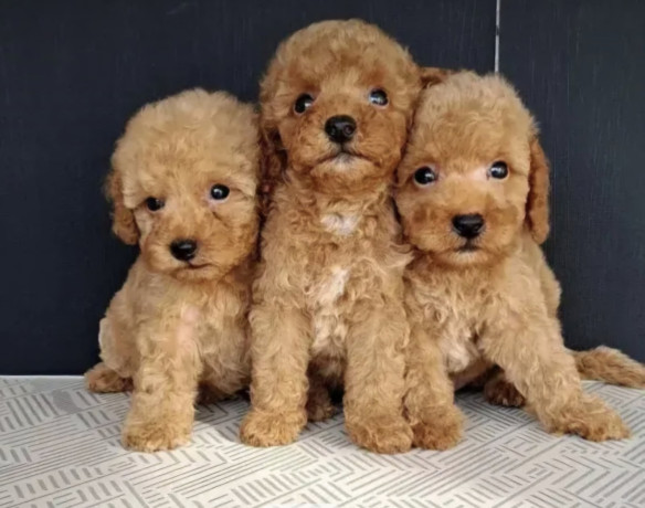 maltipoo-stenci-big-0