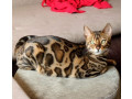 mmaestro-bengal-macici-small-1