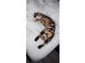 mmaestro-bengal-macici-small-4