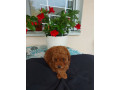 toy-teacup-crvena-pudla-small-1