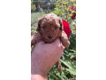 toy-teacup-crvena-pudla-small-4