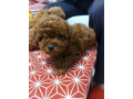 toy-teacup-crvena-pudla-small-2