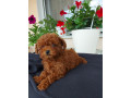 toy-teacup-crvena-pudla-small-0