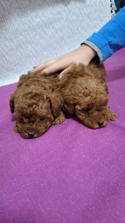 toy-teacup-crvena-pudla-big-3