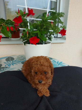 toy-teacup-crvena-pudla-big-1