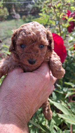 toy-teacup-crvena-pudla-big-4