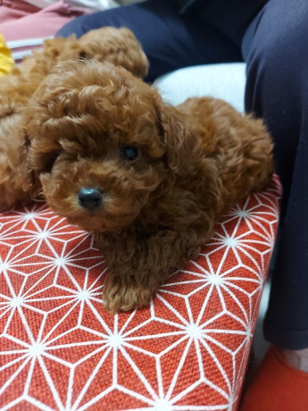 toy-teacup-crvena-pudla-big-2