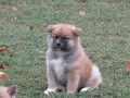 prodajemo-stence-japanskih-akita-small-4